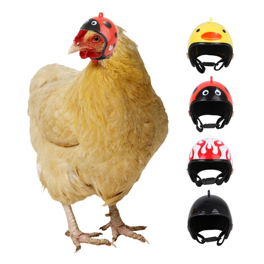 Accessoires pour animaux de co - Pet X Supplies & Tack Howell Photos avis et prix