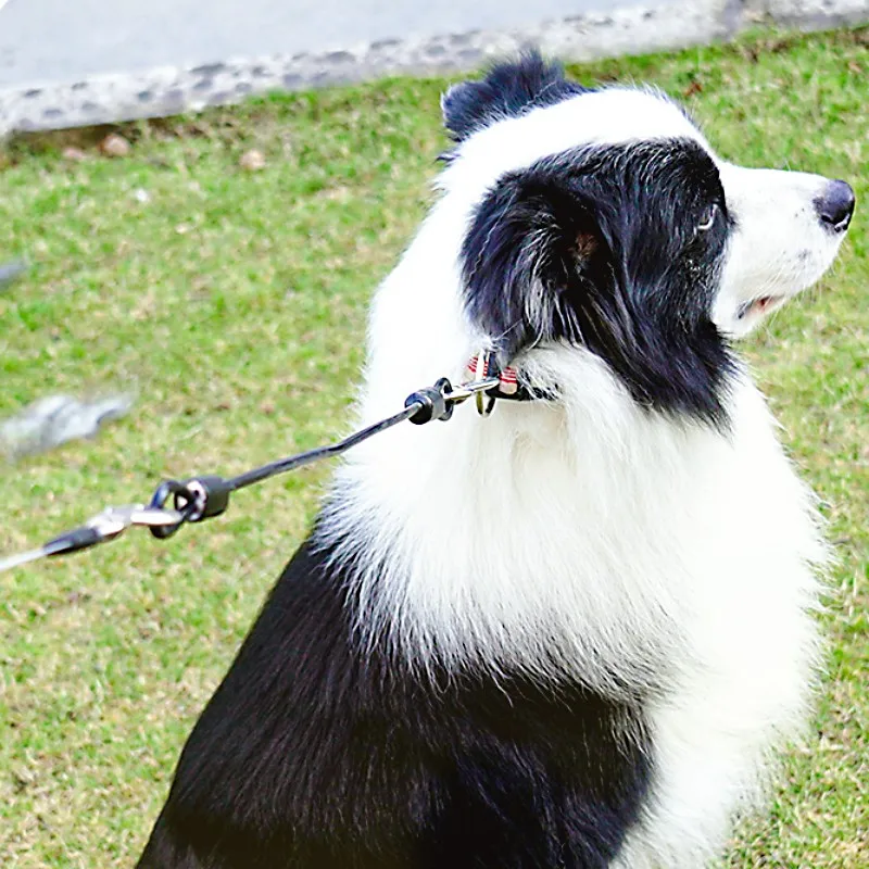 Laisse pour chien étendre les  - Retractable Dog Leash avis et prix